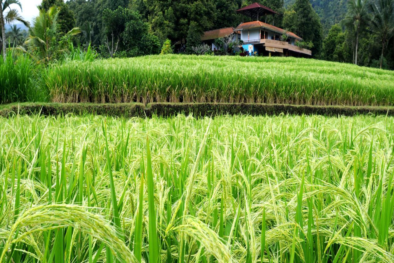 Gangga Homestay Munduk Exteriör bild